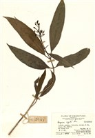 藏品(五寸鐵樹(銳尖山香圓))的圖片